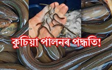 কুচিয়া মাছ পালনঃ এক লাভজনক কৃষি ব্যৱসায়!