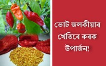 ভোট জলকীয়াৰ খেতি কৰি ক’ম সময়ত অধিক উপাৰ্জন