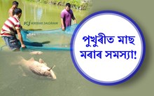 গ্ৰীষ্মকালত হঠাৎ পুখুৰীত মাছ মৰা সমস্যা আৰু প্ৰতিকাৰ