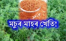 মচুৰ মাহৰ খেতিৰ সু-সংহত শস্য সুৰক্ষা ব্যৱস্থাপনা
