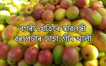 বগৰী খেতিৰে স্বাৱলম্বী বৰপেটাৰ আদৰ্শবান কৃষক জাহাংগীৰ আলী