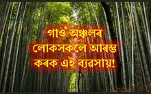 গাওঁ অঞ্চলৰ লোকসকলে আৰম্ভ কৰক বাঁহ গছৰ ব্যৱসায়