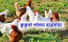 কুকুৰা ফাৰ্ম আৰম্ভ কৰাৰ বাবে নিয়ম আৰু নিৰ্দেশনা-