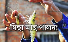 মিছা মাছ পালন-এক লাভজনক কৃষি ব্যৱসায়!
