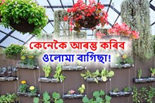 মাটি নহ’লেও ঘৰতে পাতিব পাৰিব ওলোমা বাগিছা