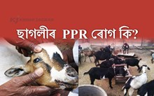 ছাগলীৰ  পেষ্টিদিচ পেটিচ ৰুমিনেন্ট (PPR) ৰোগ কি?