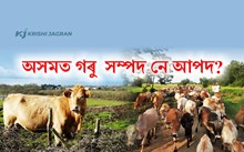 গৰুৰ বাবেই ৫০  বছৰ পিছুৱাই আছে  অসমৰ কৃষিখণ্ড!