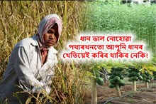 ধান খেতিৰ বিকল্প কি? ধান ভাল নোহোৱা পথাৰখনত ধানৰ খেতিয়েই কৰি থাকিব নেকি?