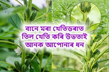 বানে মৰা খেতিডৰাত তিল খেতি কৰি উভতাই আনক আপোনাৰ ধন
