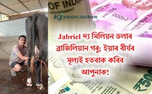 Jabriel দ্য মিলিয়ন ডলাৰ ব্ৰাজিলিয়ান গৰু; ইয়াৰ বীৰ্যৰ মূল্যই হতবাক কৰিব আপুনাক!