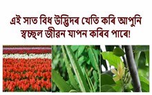 এই ৭ বিধ উদ্ভিদৰ খেতি কৰি আপুনি স্বচ্ছল জীৱন যাপন কৰিব পাৰে!