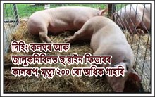 দিহিং কলঘৰ আৰু জালুকনিবিলত ছ’ৱাইন ফিভাৰৰ কালৰূপ, মৃত্যু ২০০ ৰো অধিক গাহৰি