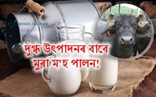 মুৰা ম'হঃ দুগ্ধ উৎপাদনৰ বাবে এক আদৰ্শ প্ৰজাতি! 