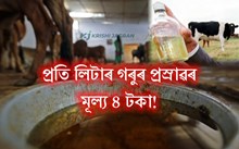 প্ৰতি লিটাৰ গো-মূত্ৰ ৪ টকা দৰত কিনিব চৰকাৰে!