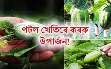 কেনেদৰে কৰিব পটল খেতি? সবিশেষ পঢ়ক এই প্ৰবন্ধত