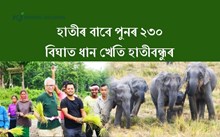 হাতীৰ বাবে পুনৰ ২৩০ বিঘাত ধান খেতি হাতীবন্ধুৰ