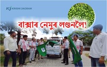 লণ্ডনত বৃদ্ধি অসমৰ নেমুৰ চাহিদা! ৪ হাজাৰ নেমু ৰপ্তানি বিদেশী ৰাষ্ট্ৰখনলৈ!