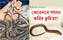 কুচিয়া মাছ পালনৰ সহজ পদ্ধতি সম্পৰ্কে জানো আহক-