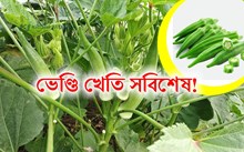 Ladies Finger: ভেণ্ডি খেতি আৰু ইয়াৰ পৰিচৰ্যা!