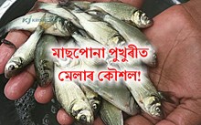 মাছপোনা চিনাক্তকৰণ আৰু পুখুৰীত মেলাৰ কৌশল-