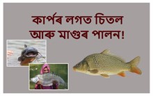Fisheries: কাৰ্পৰ লগত চিতল আৰু মাগুৰ মাছ পালন!