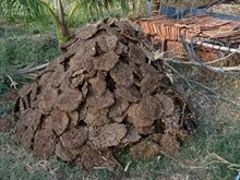 গোবৰৰ পৰা হ’ব কৃষকৰ উপাৰ্জন! দেশৰ ৬ ৰাজ্যত ইতিমধ্যে আৰম্ভ হৈছে প্ৰকল্পৰ কাম