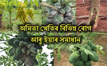অমিতা খেতিডৰা কেনেদৰে কৰিব নিৰোগী!