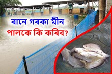 বানে গৰকা মীন পালকে কি কৰিব?