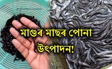 Catfish Farming: মাগুৰ মাছৰ পোনা উৎপাদন আৰু পালন-