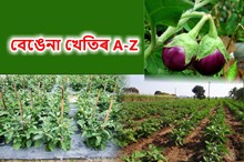 বেঙেনাৰ গুটি পচোৱাৰ পৰা বেঙেনা ছিঙালৈ