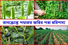বানাক্ৰান্ত পথাৰত কৰিব পৰা ৰবিশস্য