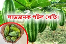 লাভজনক পটল খেতি, বিভিন্ন ৰোগ আৰু ইয়াৰ প্ৰতিকাৰ-