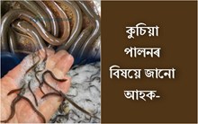 কুচিয়া মাছ পালন আৰু পৰিবেশৰ ওপৰত ইয়াৰ প্ৰভাৱ-