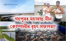 মহাবাহু মীন কোম্পানীৰ বৃহৎ সফলতা, মীন পালনেৰে বছৰি লাখ টকা উপাৰ্জন!