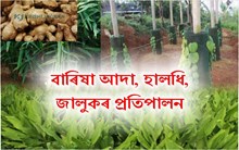 বাৰিষা আদা, হালধি, জালুকৰ প্ৰতিপালন