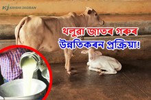 অধিক গাখীৰ উৎপাদনৰ বাবে থলুৱা জাতৰ গৰুৰ উন্নতিকৰন