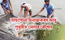 মাছপোনা চিনাক্তকৰণ আৰু পুখুৰীত মেলাৰ কৌশল