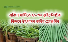 এবিঘা মাটিতে ২০-৩০ কুইন্টলকৈ ফ্ৰেঞ্চবিন কিদৰে  উৎপাদন কৰিব
