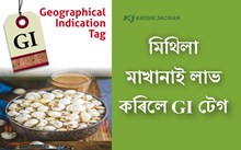 বিহাৰৰ মিথিলা মাখানাই লাভ কৰিলে জি আই (GI) টেগ