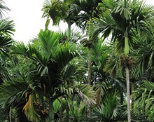 Betel Nut Farming: বাক্সাৰ সীমান্ত অঞ্চলত তামোল খেতিৰে কৃষি বিপ্লৱ কৃষকৰ!