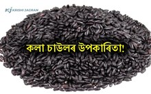 Black Rice: প্ৰচুৰ ফাইবাৰ আৰু এন্টিঅক্সিডেণ্টেৰে সমৃদ্ধ ক’লা চাউলৰ স্বাস্হ্য উপকাৰিতা Black Rice: প্ৰচুৰ ফাইবাৰ আৰু এন্টিঅক্সিডেণ্টেৰে সমৃদ্ধ ক’লা চাউলৰ স্বাস্হ্য উপকাৰিতা