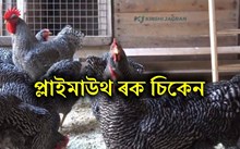 Plymouth Rock: বছৰত ২৫০ তকৈও অধিক কণী দিয়ে প্লাইমাউথ প্ৰজাতিৰ কুকুৰাই!