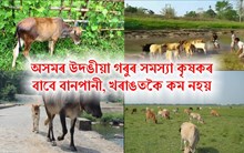 অসমৰ উদঙীয়া গৰুৰ সমস্যা কৃষকৰ বাবে বানপানী, খৰাঙতকৈ কম নহয়