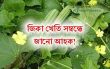 Ridge Gourd:  ভাল উৎপাদন পাবলৈ সবিশেষ জানক কেনেদৰে কৰিব জিকা খেতি?