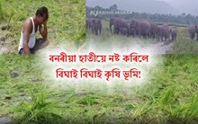 বাক্সাৰ মৈথাাৰীত বনৰীয়া হাতীৰ তাণ্ডব, বিঘাই বিঘাই নষ্ট কৰিলে ধানখেতি, হতাশ কৃষক!