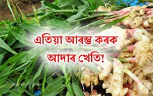 লাভজনক আদা খেতি কৰক, শীতকালত চাহিদা বৃদ্ধি পালে লাভ কৰিব অধিক মুনাফা!