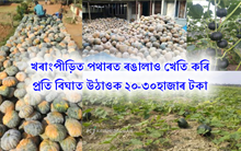 খৰাংপীড়িত পথাৰত অথবা চৰ অঞ্চলত ৰঙালাও খেতি