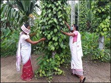 ৫৯ বছৰ বয়সতো বছৰি ২ লাখ টকা উপাৰ্জন ডিমাকুছিৰ বিষ্ণু খড়েলৰ