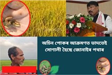 জোনাই ধাননী পথাৰত অচিন পোকৰ সন্ত্ৰাস
