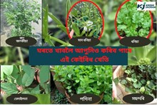 ঘৰতে খাবলৈ আপুনিও কৰিব পাৰে এই কেইবিধ খেতি